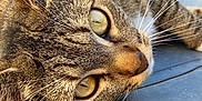 Naya a rejoint le concours — aidez-le/la à gagner de superbes lots ! cat, tabby, close_up, animal, pet, whiskers, fur, outdoor, lying_down, green_eyes, curious, face, head, metal_surface, texture, daylight, reflection, ears, nose, focus
