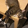 cat, tabby_cat, table, wooden_table, indoor, pet, animal, feline, relaxed, curious, paws, fur, striped, domestic_cat, household, resting, looking, keys, box, floor