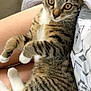 cat, tabby_cat, pet, animal, feline, striped_fur, lap, person, legs, paws, indoor, cozy, relaxed, curious, amber_eyes, blanket, fabric, comfort, soft_light, close_up