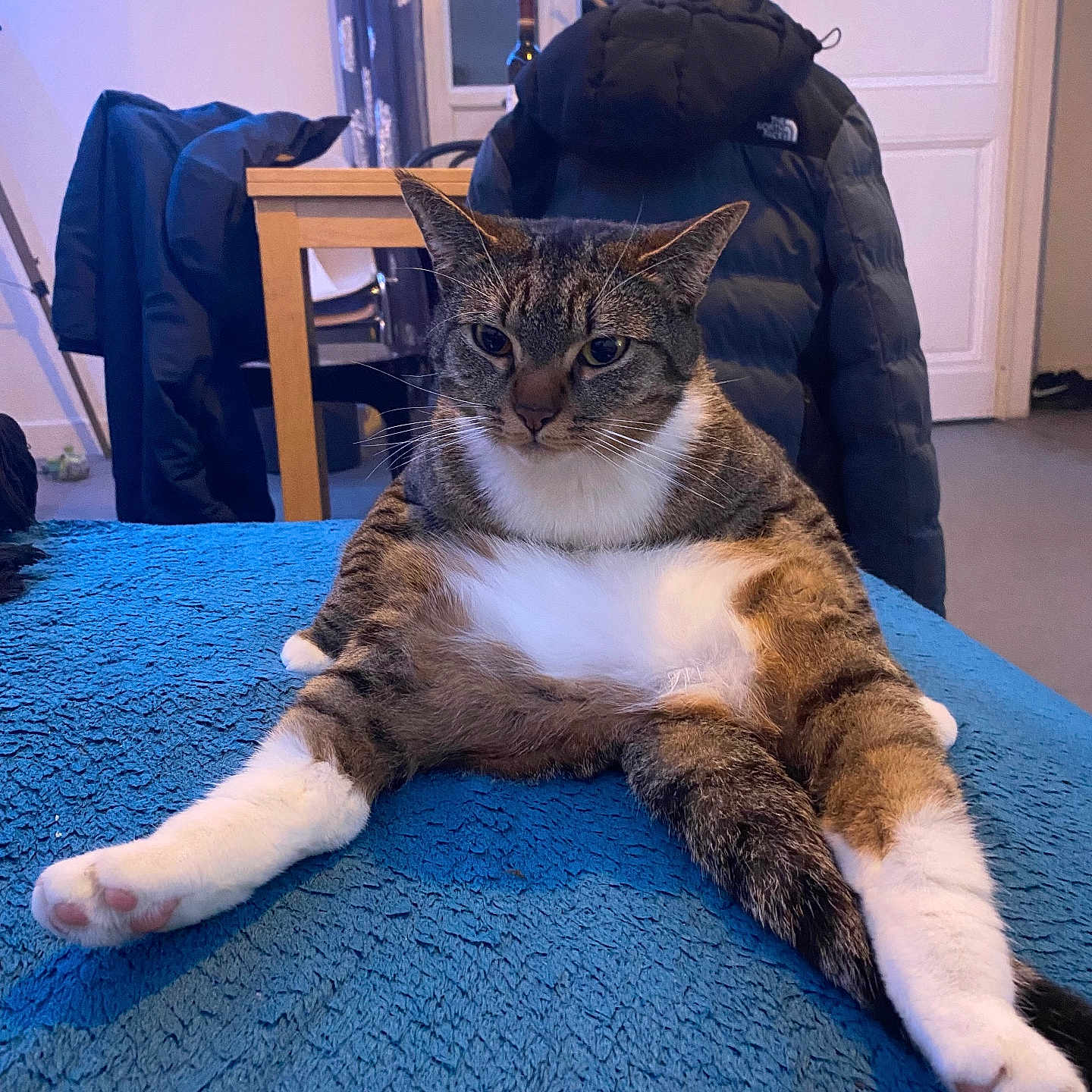 Naya participe au concours pour gagner de l'argent avec cette photo : animal, blue_blanket, cat, chair, cozy_room, curtains, domestic_animal, feline, fur, home, indoor, jacket, paws, pet, relaxed, resting, sprawled_legs, tabby_cat, whiskers, window