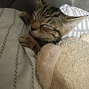 Poppy is registered to the contest to win money with this photo: animal, blanket, cat, closeup, comfort, cozy, cute, domestic_cat, fur, indoor, paws, pet, relaxed, resting, sleeping, snuggled, soft, striped, stuffed_animal, tabby