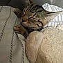 animal, blanket, cat, closeup, comfort, cozy, cute, domestic_cat, fur, indoor, paws, pet, relaxed, resting, sleeping, snuggled, soft, striped, stuffed_animal, tabby