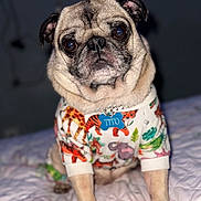 Tito joined the competition — help win amazing prizes! adorable, animal, bed, canine, clothing, cozy, cute, dog, front_legs, fur, indoor, looking_at_camera, mammal, pet, portrait, pug, sitting, sleeping_area, small_dog, sweater