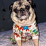 adorable, animal, bed, canine, clothing, cozy, cute, dog, front_legs, fur, indoor, looking_at_camera, mammal, pet, portrait, pug, sitting, sleeping_area, small_dog, sweater