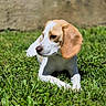 Vaïana a rejoint le concours — aidez-le/la à gagner de superbes lots ! dog, beagle, grass, outdoor, sunlight, pet, animal, canine, laying_down, nature, mammal, ears, white, brown, nose, portrait, cute, relaxing, daylight, fur