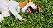 Vaïana participe au concours pour gagner de l'argent avec cette photo : dog, animal, pet, grass, outdoor, sunlight, canine, relaxing, lying_down, nature, greenery, playful, happy, mammal, collar, summer, tongue, ears, daytime, closeup