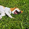 dog, animal, pet, grass, outdoor, sunlight, canine, relaxing, lying_down, nature, greenery, playful, happy, mammal, collar, summer, tongue, ears, daytime, closeup