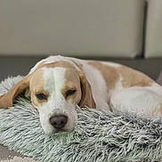 Vaïana participe au concours pour gagner de l'argent avec cette photo : dog, sleeping, resting, fluffy_pillow, indoor, pet, canine, beagle, closeup, fur, animal, relaxation, comfort, soft_texture, laying_down, cute, domestic, cozy, home, mammal