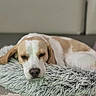 dog, sleeping, resting, fluffy_pillow, indoor, pet, canine, beagle, closeup, fur, animal, relaxation, comfort, soft_texture, laying_down, cute, domestic, cozy, home, mammal