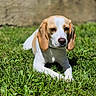 Vaïana participe au concours pour gagner de l'argent avec cette photo : dog, beagle, grass, outdoor, pet, animal, canine, sunlight, ears, laying_down, nature, mammal, cute, fur, portrait, relaxing, daylight, snout, white, brown
