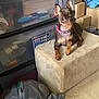 dog, small_dog, brown_dog, pink_collar, pet, indoor, cushioned_block, storage_area, boxes, plastic_container, curious, ears, paws, animal, companion, resting, looking, cute, domestic, household