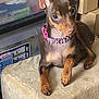 dog, puppy, small_dog, brown_dog, pink_collar, ears, indoors, storage_boxes, plastic_container, cushion, fur, pet, animal, resting, looking, cute, domestic, companion, alert, young_dog