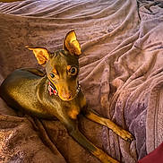 Khaleesi joined the competition — help win amazing prizes! dog, brown_dog, pet, ears, bed, blanket, indoor, collar, canine, fur, animal, cute, looking_at_camera, resting, domestic_animal, small_dog, soft_texture, cozy, relaxed, home