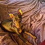 dog, brown_dog, pet, ears, bed, blanket, indoor, collar, canine, fur, animal, cute, looking_at_camera, resting, domestic_animal, small_dog, soft_texture, cozy, relaxed, home