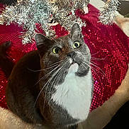 Stirfry joined the competition — help win amazing prizes! abyssinian, accessories, animal, cat, christmas, christmasdecorations, cushion, face, festival, head, homedecor, kitten, manx, nature, outdoors, pet, plant, pottedplant, snow, tree