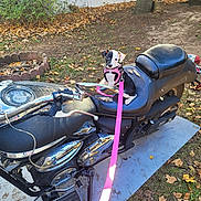 Harvey joined the competition — help win amazing prizes! puppy, dog, motorcycle, leash, pink, seat, black, outdoor, autumn, leaves, yard, tree, ground, pet, animal, vehicle, chrome, handlebars, small, cute