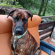 Shadow participe au concours pour gagner de l'argent avec cette photo : dog, brindle, collar, outdoor, chair, pet, animal, fence, greenery, nature, wood, relaxed, portrait, sitting, canine, leafy, fur, domestic_animal, summer, daytime