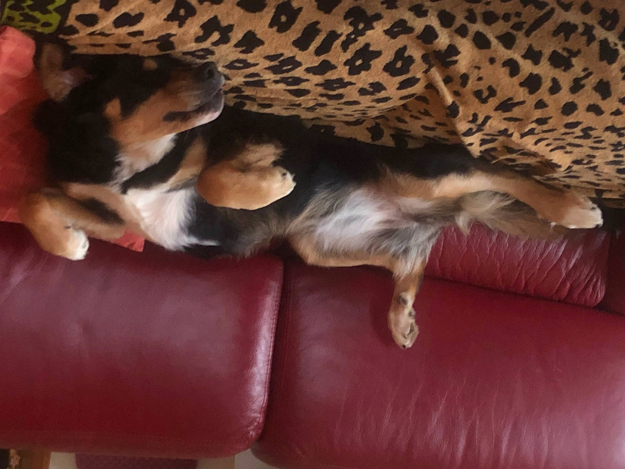 Ripley a rejoint le concours — aidez-le/la à gagner de superbes lots ! big_cats, canidae, carnivore, comfort, companion_dog, couch, dog, dog_breed, fawn, felidae, fur, mammal, nap, paw, small_to_medium_sized_cats, sporting_group, tail, terrestrial_animal, vertebrate, whiskers