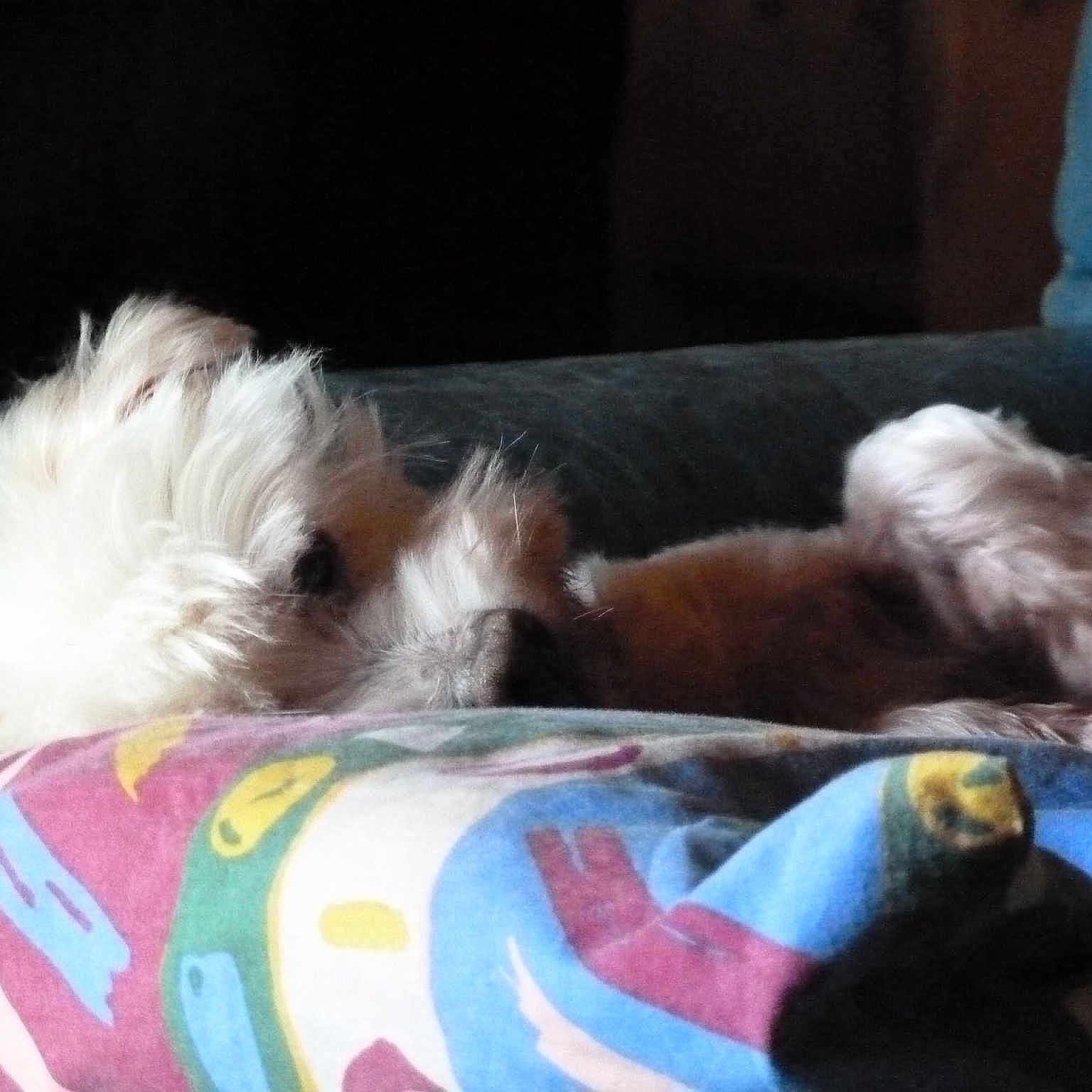 Nala participe au concours pour gagner de l'argent avec cette photo :