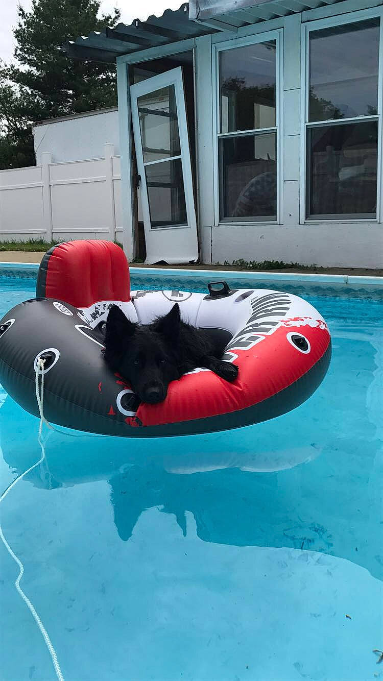 Tess is registered to the contest to win money with this photo: canidae, games, inflatable, leisure, lifejacket, recreation, vehicle
