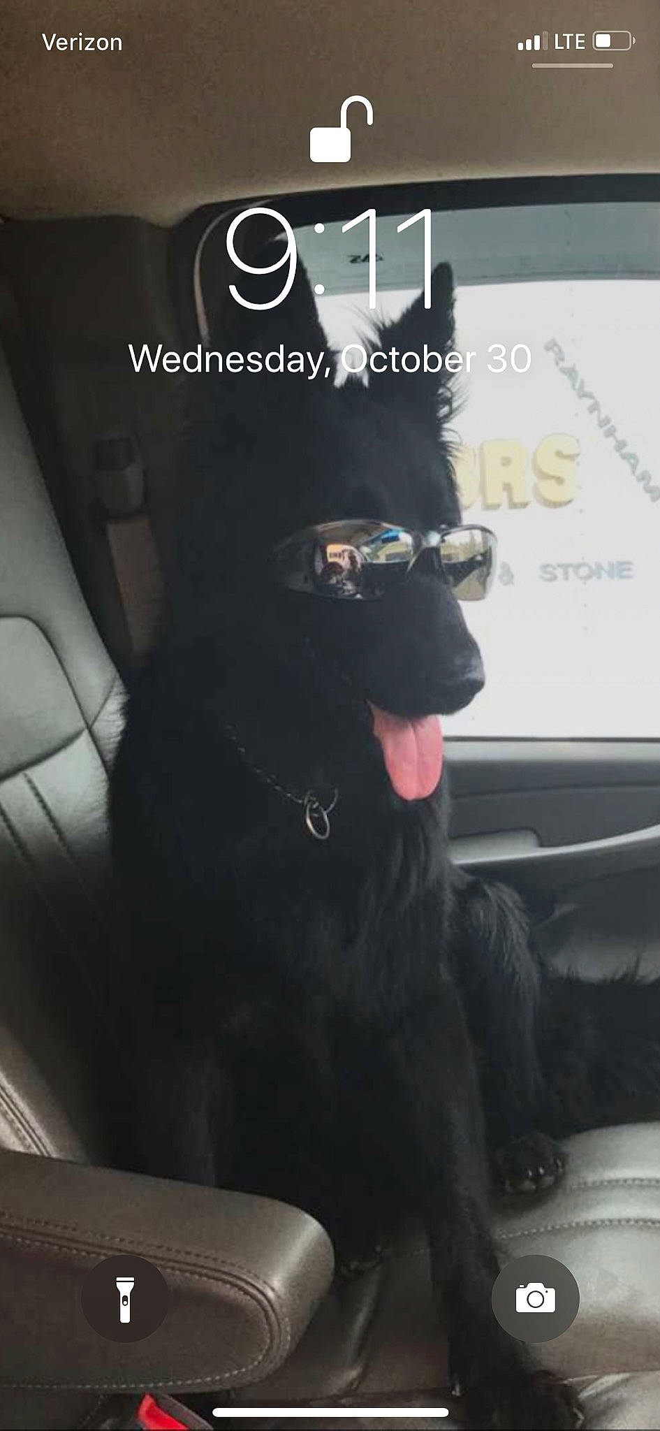 Tess is registered to the contest to win money with this photo: car_seat, eyewear, font, glasses, photo_caption, photography, selfie, snout, whiskers