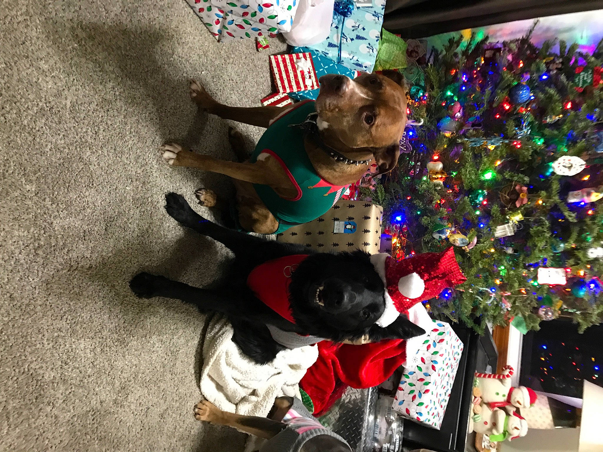 Tess joined the competition — help win amazing prizes! canidae, christmas, christmas_ornament, christmas_tree, event, fun, holiday, non_sporting_group, sporting_group, toddler, tree