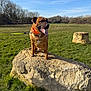 Boomer joined the competition — help win amazing prizes! animal, blue_sky, brown_dog, canine, collar, daylight, dog, field, grass, happy, leash, leisure, mammal, nature, outdoor, pet, rock, sunny, tongue_out, tree