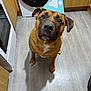 animal, appliance, brown_dog, canine, celebration, cute, dog, floor, hat, household, indoor, kitchen, looking_up, party_hat, paw_print, pet, portrait, tile_floor, waiting, wooden_cabinets