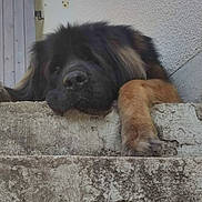 Topaze participe au concours pour gagner de l'argent avec cette photo : dog, resting, paws, concrete, ledgestone, fluffy, large_dog, outdoor, door, wooden_door, wall, texture, sleepy, pet, animal, relaxed, daylight, shadow, brown_paw, black_fur