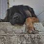 dog, resting, paws, concrete, ledgestone, fluffy, large_dog, outdoor, door, wooden_door, wall, texture, sleepy, pet, animal, relaxed, daylight, shadow, brown_paw, black_fur