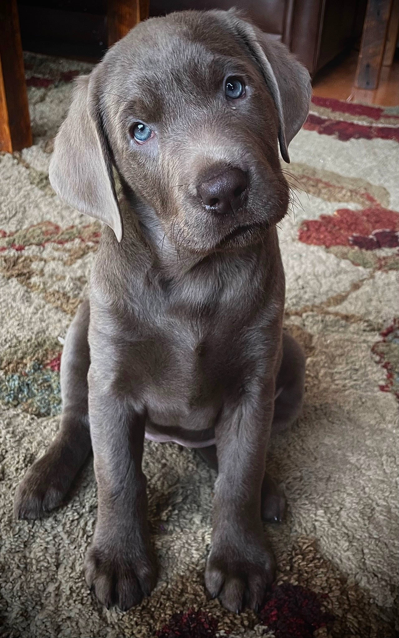 Kimber is registered to the contest to win money with this photo: borador, canidae, carnivore, companion_dog, dog, dog_breed, fawn, fur, gun_dog, hunting_dog, liver, non_sporting_group, sporting_group, terrestrial_animal, whiskers, working_animal