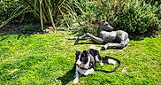 Milou a rejoint le concours — aidez-le/la à gagner de superbes lots ! dog, statue, grass, garden, plants, bushes, leash, sunlight, outdoor, sculpture, black_and_white, pet, nature, relaxing, animal, greenery, daytime, canine, resting, park