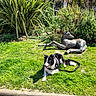 dog, statue, grass, garden, plants, bushes, leash, sunlight, outdoor, sculpture, black_and_white, pet, nature, relaxing, animal, greenery, daytime, canine, resting, park
