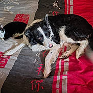 Milou participe au concours pour gagner de l'argent avec cette photo : cat, dog, bed, bedding, black_and_white, pet, animal, resting, indoor, feline, canine, fur, cute, domestic, companion, cozy, relaxed, sleeping, blanket, home