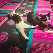élite a rejoint le concours — aidez-le/la à gagner de superbes lots ! cat, bed, bedding, pattern, pink, black, white, striped, resting, animal, pet, indoor, feline, relaxing, two_cats, colorful, fabric, home, cute, sleeping