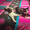 cat, bed, bedding, pattern, pink, black, white, striped, resting, animal, pet, indoor, feline, relaxing, two_cats, colorful, fabric, home, cute, sleeping