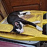 cat, black_and_white_cat, animal, pet, lying_down, yellow_trash_bin, dusty_surface, wooden_door, outdoor, relaxing, curious, whiskers, paw, feline, domestic_cat, resting, side_view, small_animal, quiet, still_life