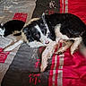 cat, dog, bed, bedding, black_and_white, pet, indoor, resting, animal, fur, curious, relaxed, companion, domestic, cute, lying_down, cozy, home, asian_characters, colorful