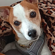 Nikkita a rejoint le concours — aidez-le/la à gagner de superbes lots ! animal, blanket, brown_and_white, collar, couch, cozy, cute, dog, ears, face, fur, gold_chain, harness, indoor, leopard_print, looking_up, paw, pet, plush_toy, resting