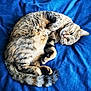 cat, tabby, feline, pet, animal, fur, whiskers, tail, sleepy, curled_up, blue_blanket, relaxed, cute, domestic_cat, soft, cozy, indoor, resting, paw, bed