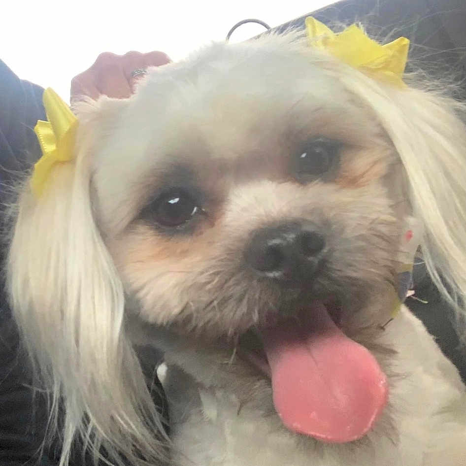 Willow joined the competition — help win amazing prizes! carnivore, collar, companion_dog, dog, dog_breed, dog_clothes, dog_collar, dog_supply, eyewear, fawn, glasses, happy, selfie, small_terrier, snout, sporting_group, sunglasses, terrier, toy_dog, working_animal