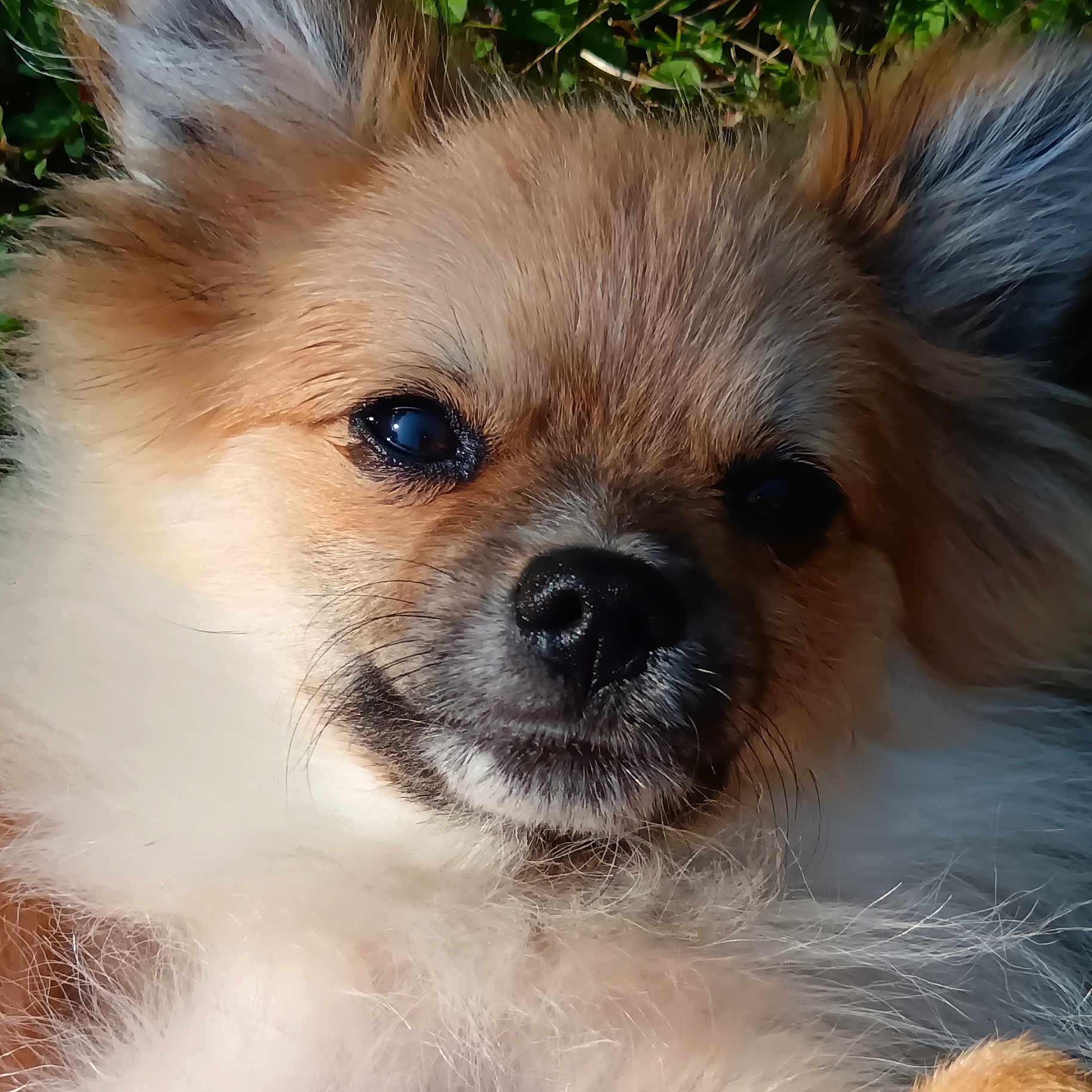 Rocky a rejoint le concours — aidez-le/la à gagner de superbes lots ! animal, canine, cockerspaniel, collie, dog, eskimodog, papillon, pet, poodle, puppy, terrier