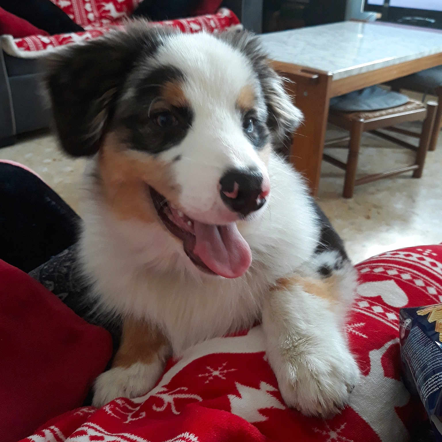 Olaf a rejoint le concours — aidez-le/la à gagner de superbes lots ! australian_collie, australian_shepherd, border_collie, canidae, carnivore, companion_dog, dog, dog_breed, english_shepherd, mammal, miniature_australian_shepherd, mucuchies, puppy, rare_breed_dog, scotch_collie, snout, sporting_group, tornjak, vertebrate, welsh_sheepdog