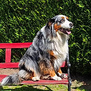 Sia a rejoint le concours — aidez-le/la à gagner de superbes lots ! dog, australian_shepherd, bench, outdoor, greenery, sunlight, pet, animal, fur, tongue, sitting, happy, garden, nature, canine, portrait, leaf, summer, colorful, bench_leg