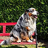 dog, australian_shepherd, bench, outdoor, greenery, sunlight, pet, animal, fur, tongue, sitting, happy, garden, nature, canine, portrait, leaf, summer, colorful, bench_leg