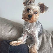Homer is registered to the contest to win money with this photo: dog, yorkshire_terrier, small_dog, pet, fur, ears, black_nose, eyes, paws, front_paws, couch, sofa, cushion, indoor, home, portrait, shallow_depth_of_field, curious, head_tilt, cozy