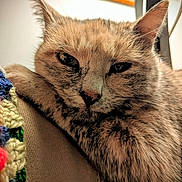 Perle a rejoint le concours — aidez-le/la à gagner de superbes lots ! animal, background, cat, close_up, colorful, couch, ear, feline, fur, indoor, knitted_fabric, nose, pattern, pet, portrait, relaxed, resting, soft_surface, tabby_cat, whiskers