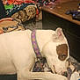 Wishbone is registered to the contest to win money with this photo: armchair, blanket, bookshelf, brown_patch, carpet, christmas_tree, coffee_table, cozy, decor, dog, festive, furniture, game_controller, holiday, indoor, lights, living_room, pet_collar, relaxed, white_dog