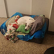 Wishbone joined the competition — help win amazing prizes! animal, bed, blanket, calm, carpet, comfort, corner, cozy, dog, domestic, fur, home, indoor, pet_bed, pillow, quiet, relaxed, resting, sleepy, white_dog