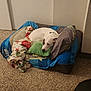 animal, bed, blanket, calm, carpet, comfort, corner, cozy, dog, domestic, fur, home, indoor, pet_bed, pillow, quiet, relaxed, resting, sleepy, white_dog